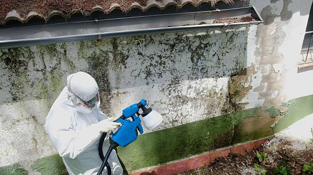 Top rated local Mold Remediation specialists in Schertz, TX
